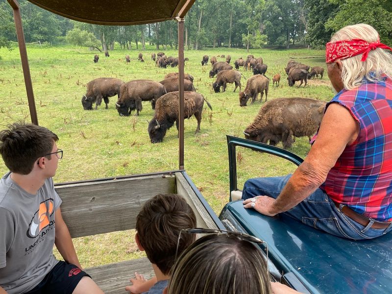 Getting Up Close With 250 Free-Roaming Bison on an Open-Air Tour Getting Up Close With 250 Free-Roaming Bison on an Open-Air Tour