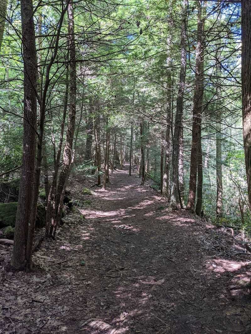 Giant Hemlock Trail