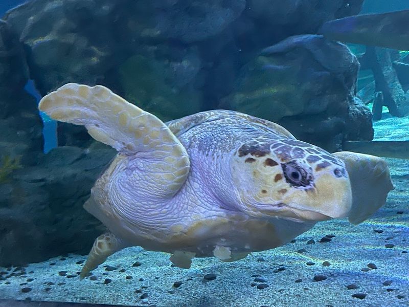 Giant Sea Turtles with Serious Personality
