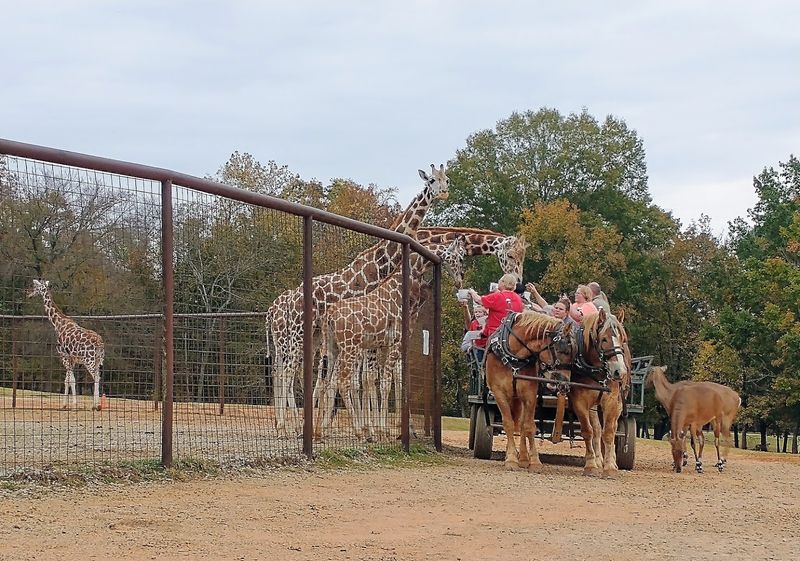 Giraffes Really Do Steal The Show