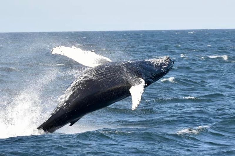 Go Whale Watching