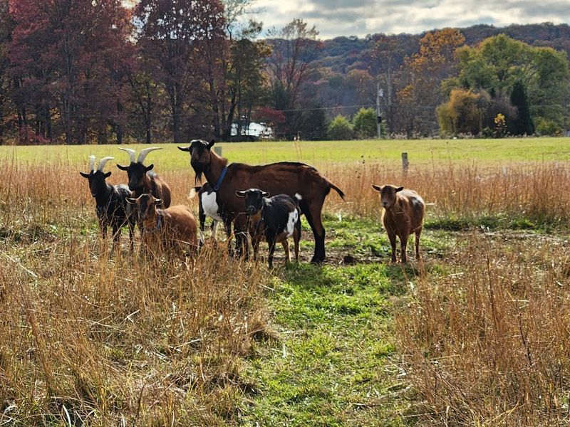 Goat Yoga Sounds Silly Until You Try It Goat Yoga Sounds Silly Until You Try It