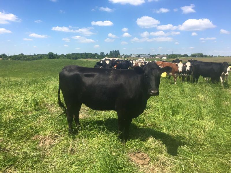 Grass-Fed Beef Available by the Half or Whole