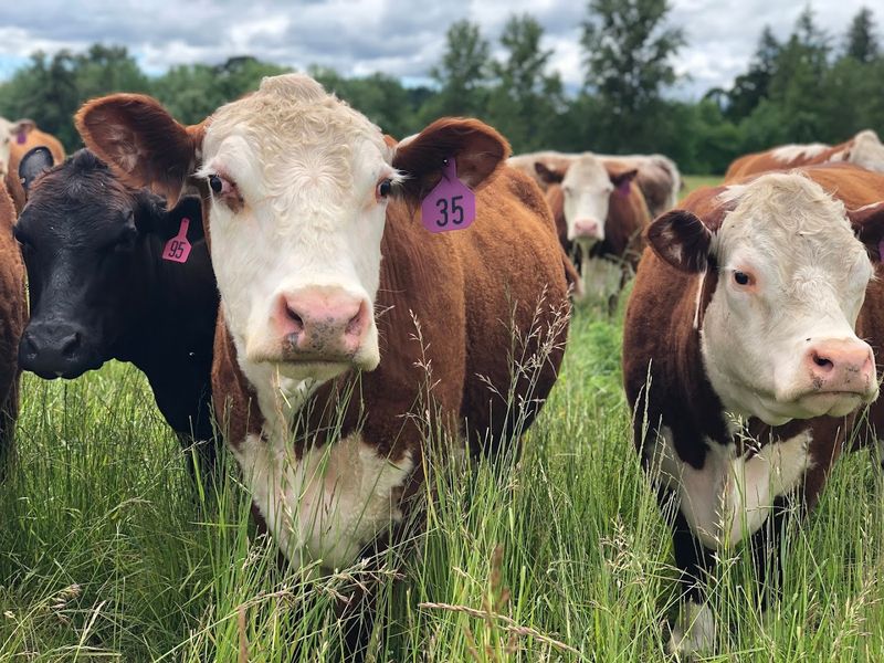 Grass-Fed and Finished Beef Worth Seeking Out