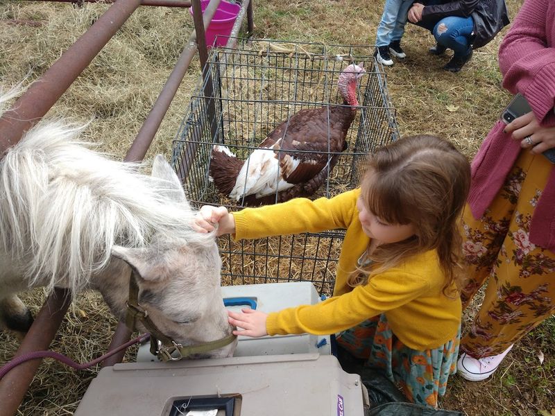 Graves Mountain Peach Day Festival (Syria, VA)
