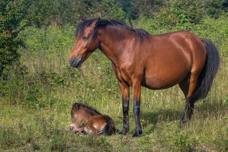 Grayson Highlands State Park Wild Ponies (Grayson County)
