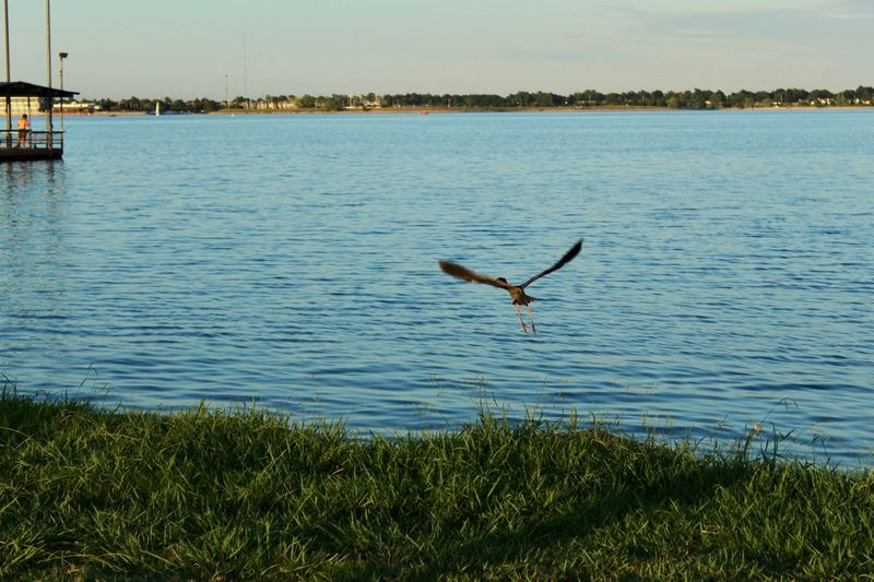 Great Blue Herons And The Birdwatching Scene Along The Shore Great Blue Herons And The Birdwatching Scene Along The Shore