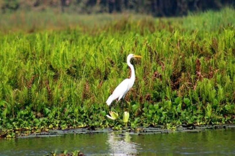Great Swamp Watershed Association