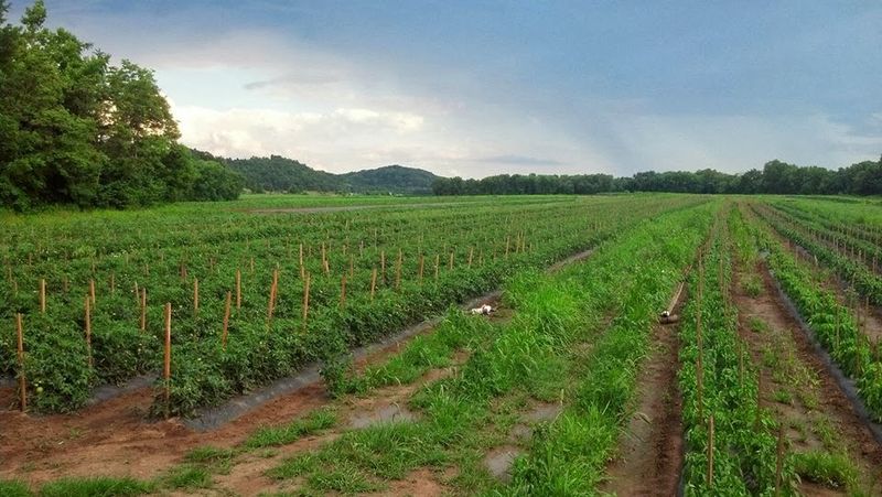 Gritt's Farm Gritt's Farm