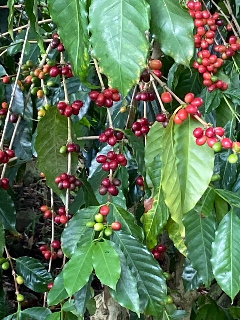 Grown on Volcanic Slopes with Ideal Conditions Grown on Volcanic Slopes with Ideal Conditions