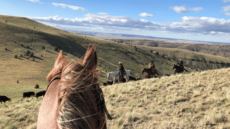 Guided Horseback Riding Across Open Country Guided Horseback Riding Across Open Country