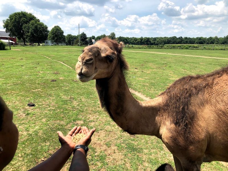 Hand-Feeding A Camel Is As Funny As You Hope