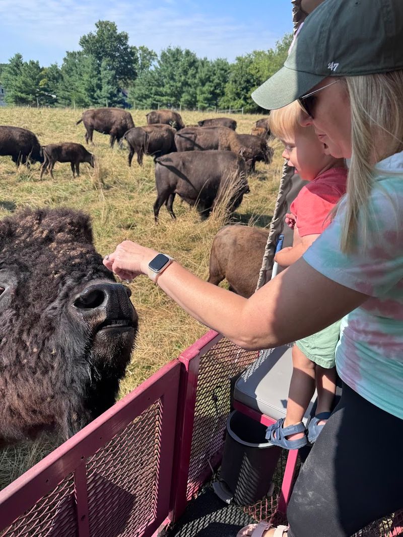 Hand-Feeding Bison From the Wagon