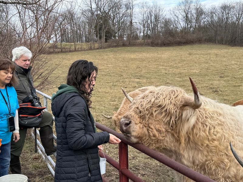 Hand-Feeding the Cows Is a Highlight You Will Not Forget