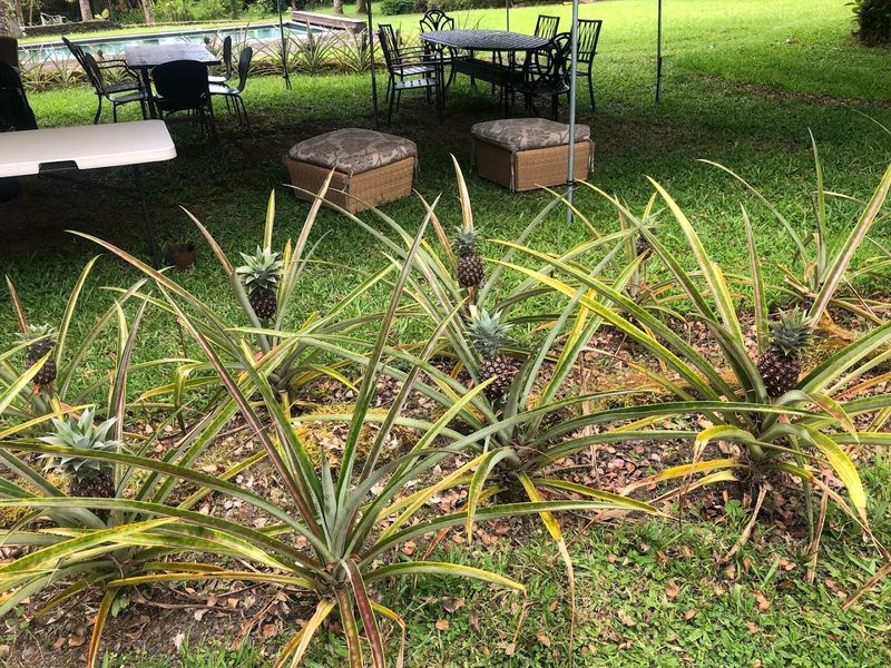 Hawaii-Grown Ingredients That Make Every Bite Unique