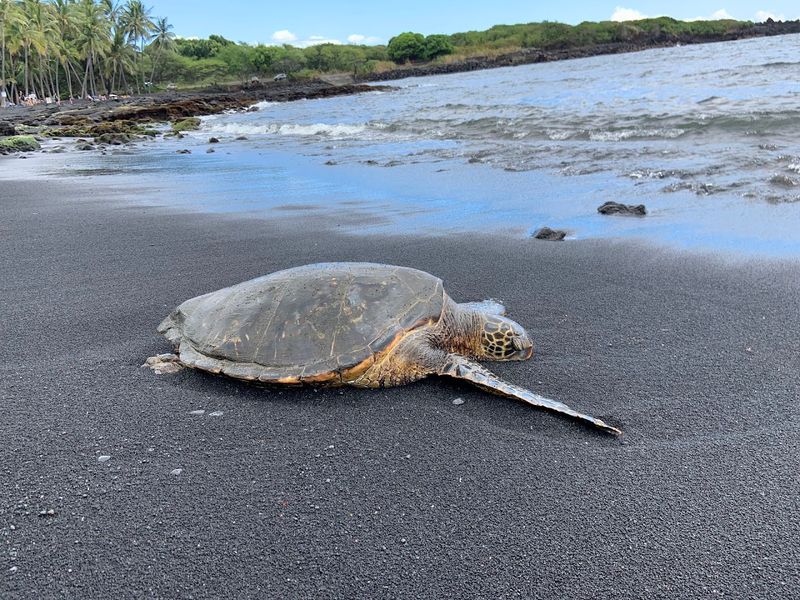 Hawaiian Green Sea Turtles: The Real Stars of the Beach