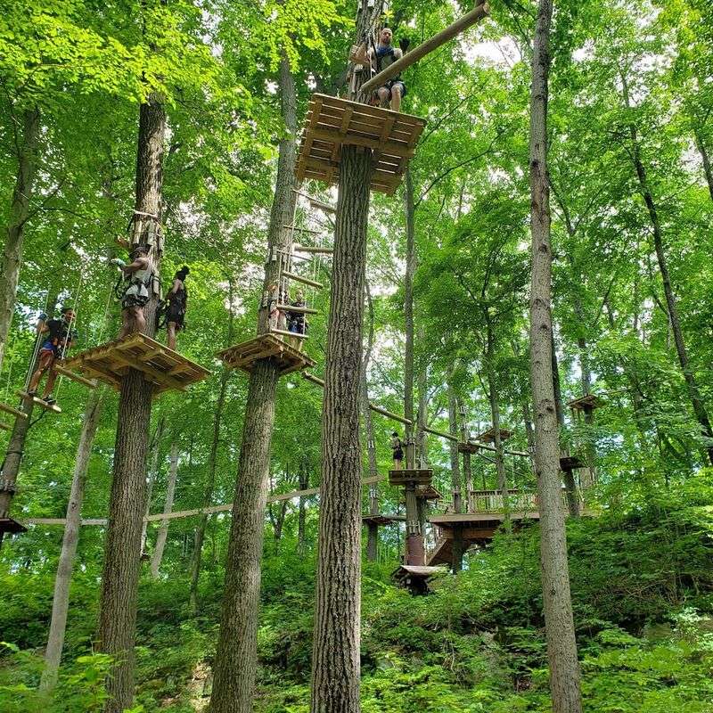 Heights Up to 50 Feet Above the Forest Floor
