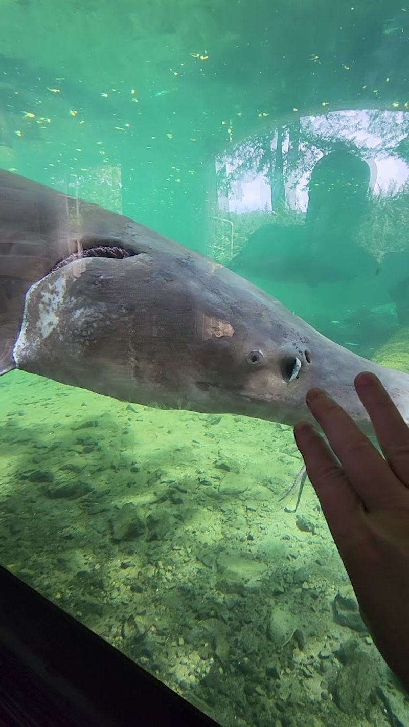 Herman the Sturgeon, The Star of the Show