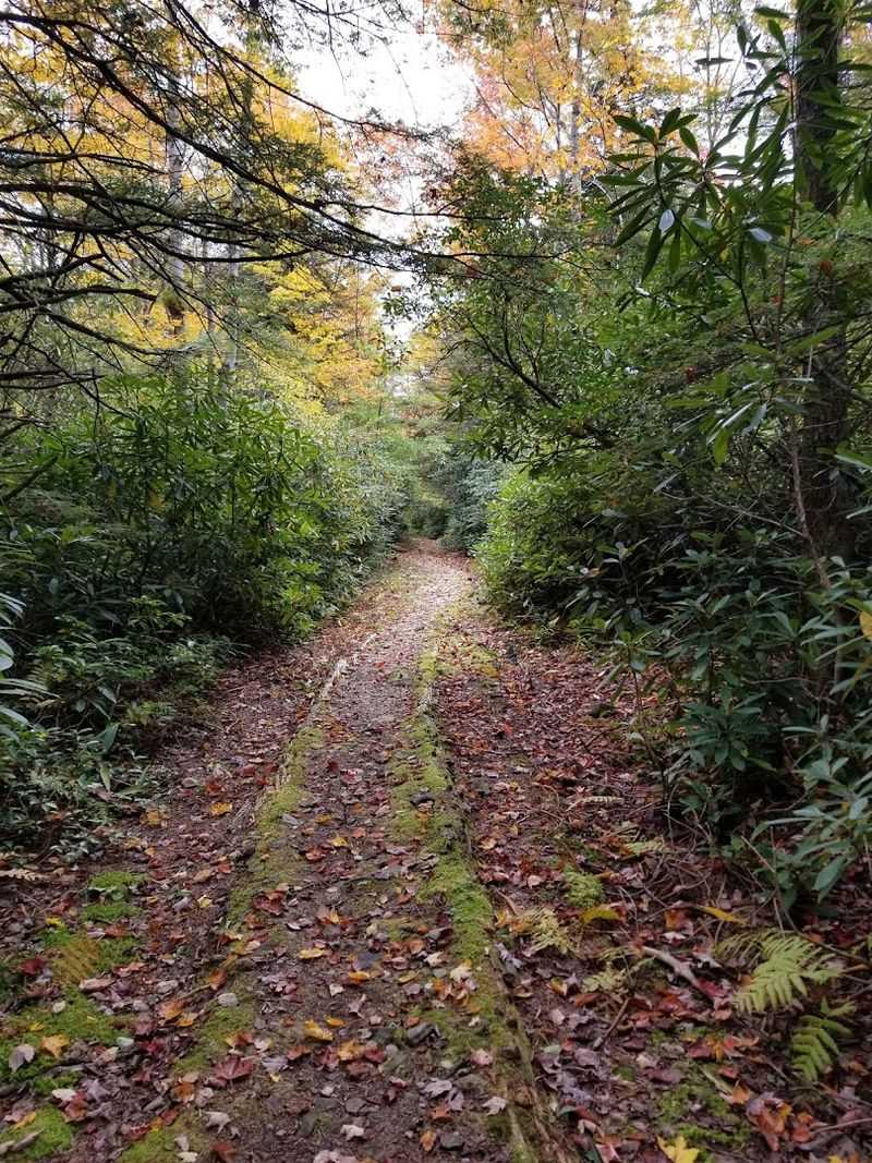 Hiking Trails That Lead to the Tower