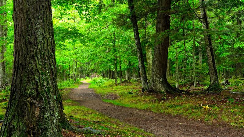 Hiking Trails Through Forest, Bog, and Bluff Hiking Trails Through Forest, Bog, and Bluff