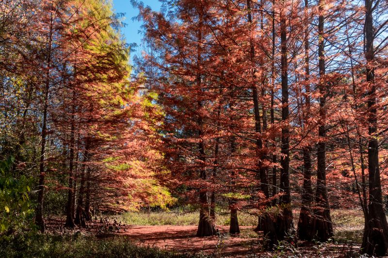 Hiking and Biking Trails Through East Texas Wilderness