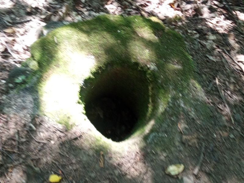 Historical Remnants Hidden Among the Trees Historical Remnants Hidden Among the Trees