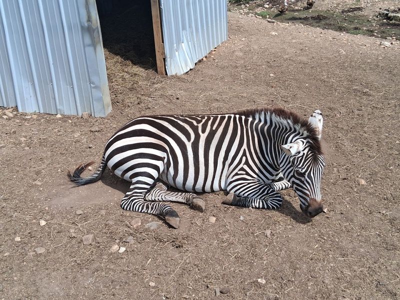 Hochatown Rescue Center and Petting Zoo, Broken Bow