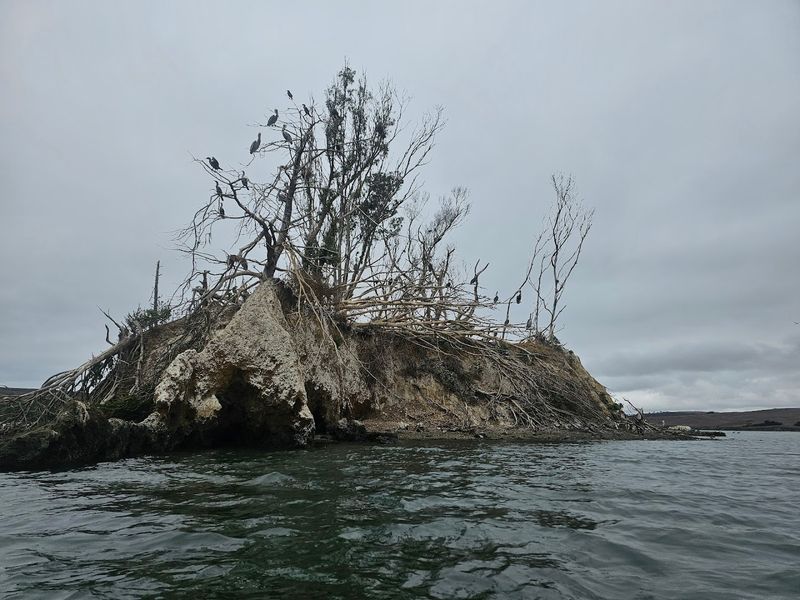 Hog Island Hog Island