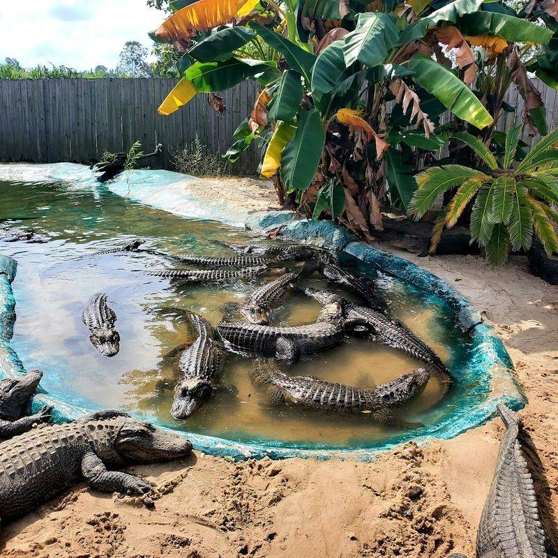 Hold a Baby Alligator and Get Up Close With Reptiles