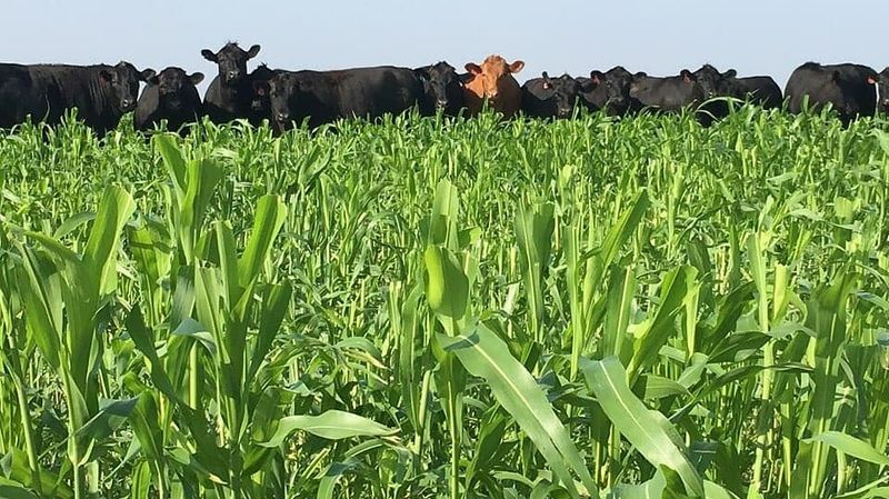 Holistic Farming Practices That Set BF Farms Apart