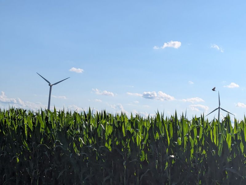 Holland: A Dutch Windmill in the Indiana Countryside