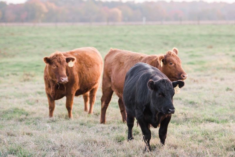 Hormone-Free Beef That Actually Tastes Different Hormone-Free Beef That Actually Tastes Different