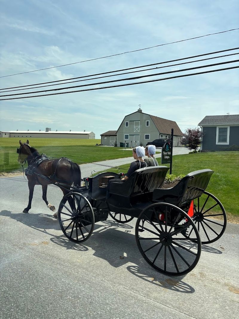 Horse and Buggy Culture on Maryland Back Roads