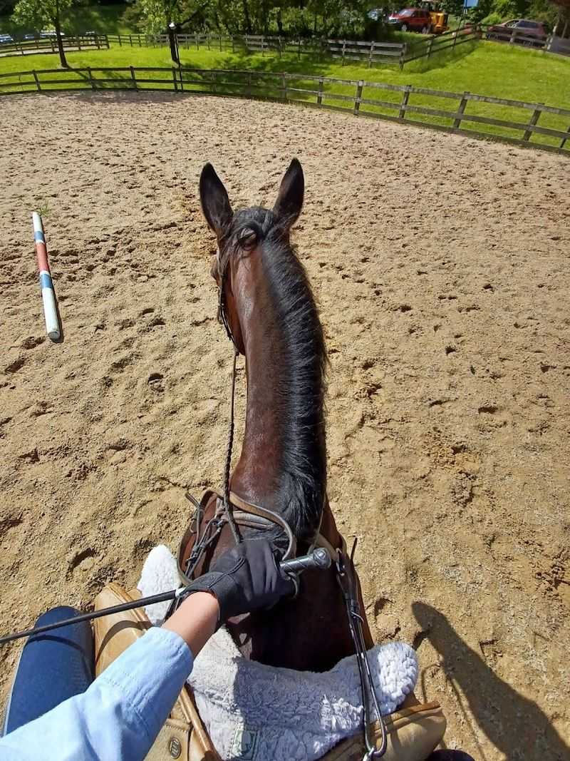 Horseback Riding for Everyone Horseback Riding for Everyone