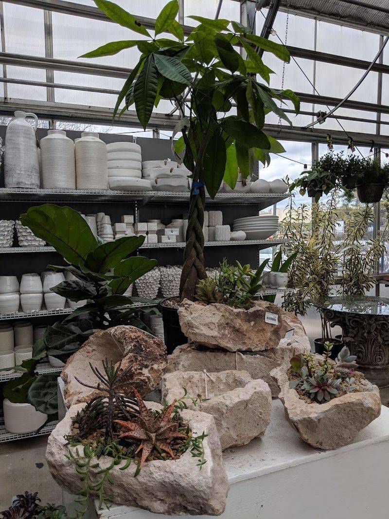 Houseplants and Tropicals for Indoor Jungle Lovers Houseplants and Tropicals for Indoor Jungle Lovers