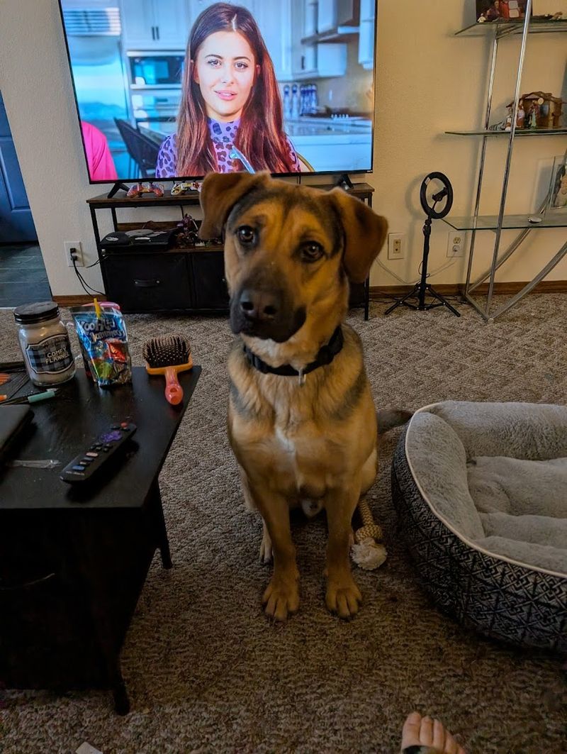 How Misfit Mutts Fits Into the Joplin Community How Misfit Mutts Fits Into the Joplin Community