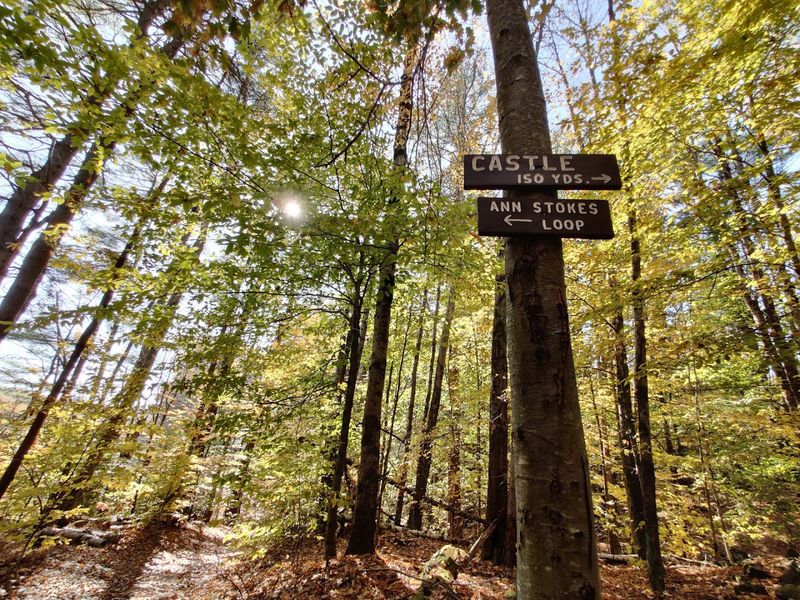 How the Forest Found Its Protector