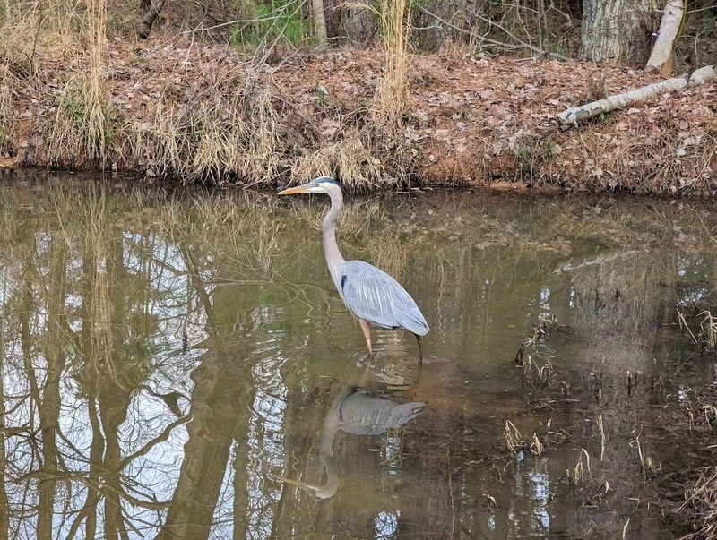 How to Make the Most of Your Visit to the Limestone Bluff Ponds