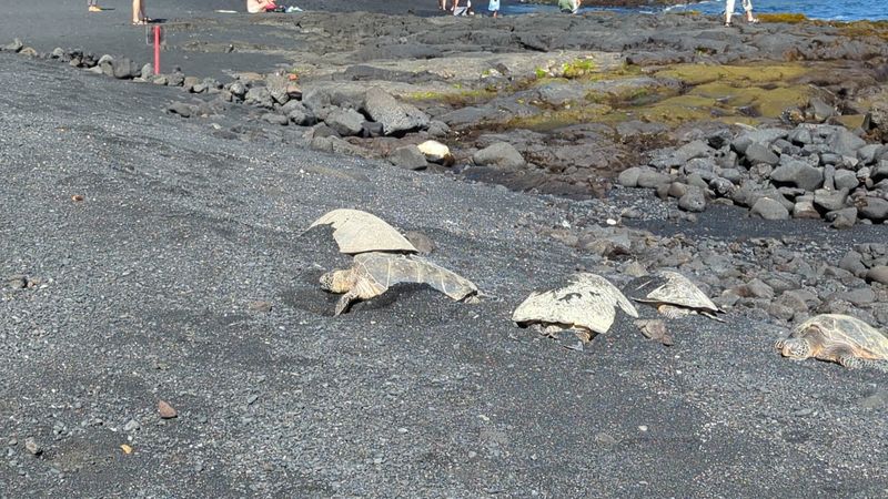 How to Watch Turtles Without Disturbing Them