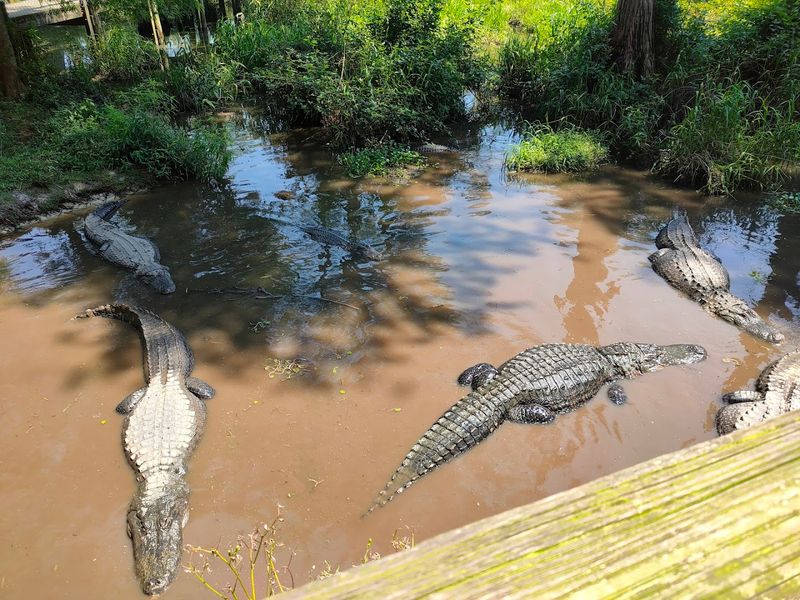 Hundreds of Wild Alligators All in One Place