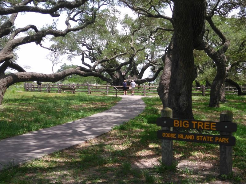 Hurricane Survivor, the Storms This Tree Has Outlasted