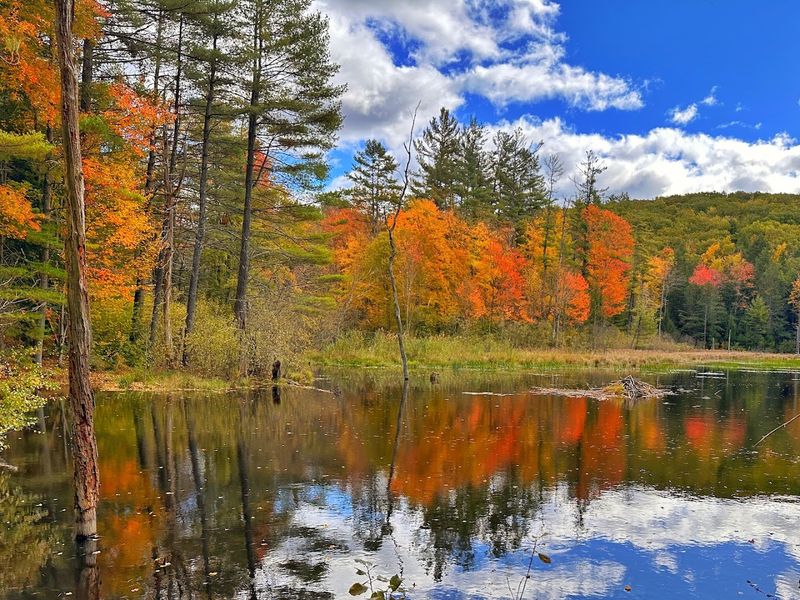 Indian Pond and the Beaver Dam Surprise