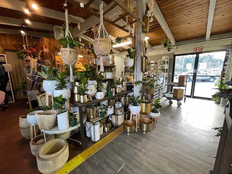Indoor Potting Services for Apartment Dwellers and Busy Gardeners Indoor Potting Services for Apartment Dwellers and Busy Gardeners