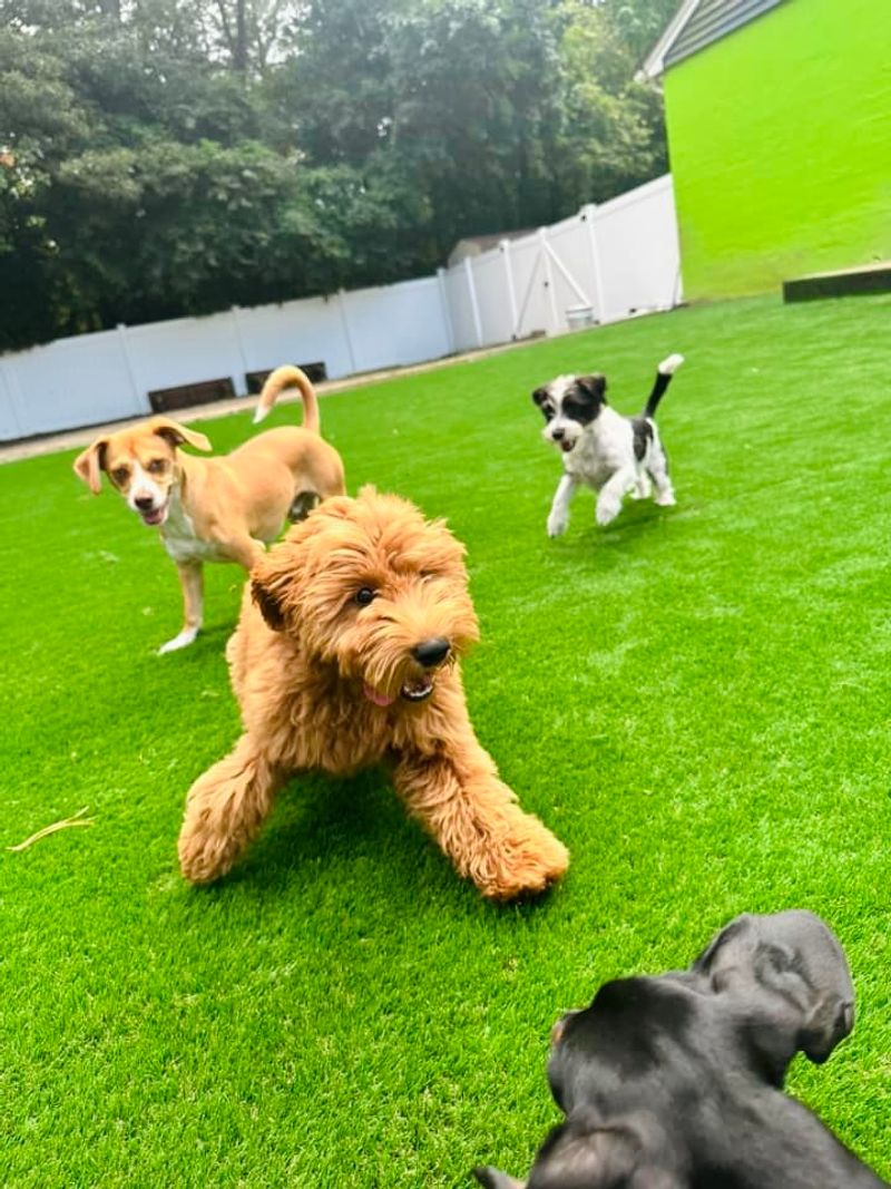 Interactive Doggie Daycare That Goes All Day Long