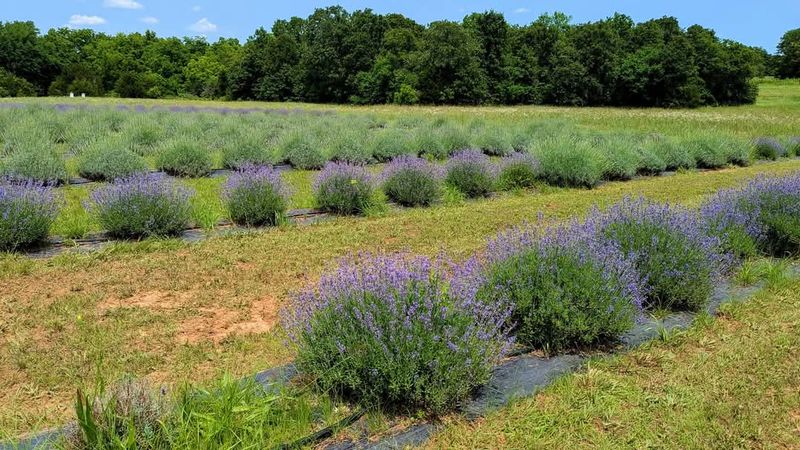 Lakeview Lavender Farm, Pauls Valley