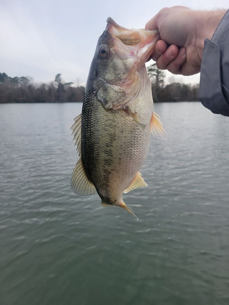 Largemouth Bass Fishing Across the Park Lakes