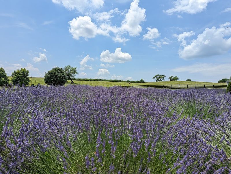 Lavender Fields That Go On Forever