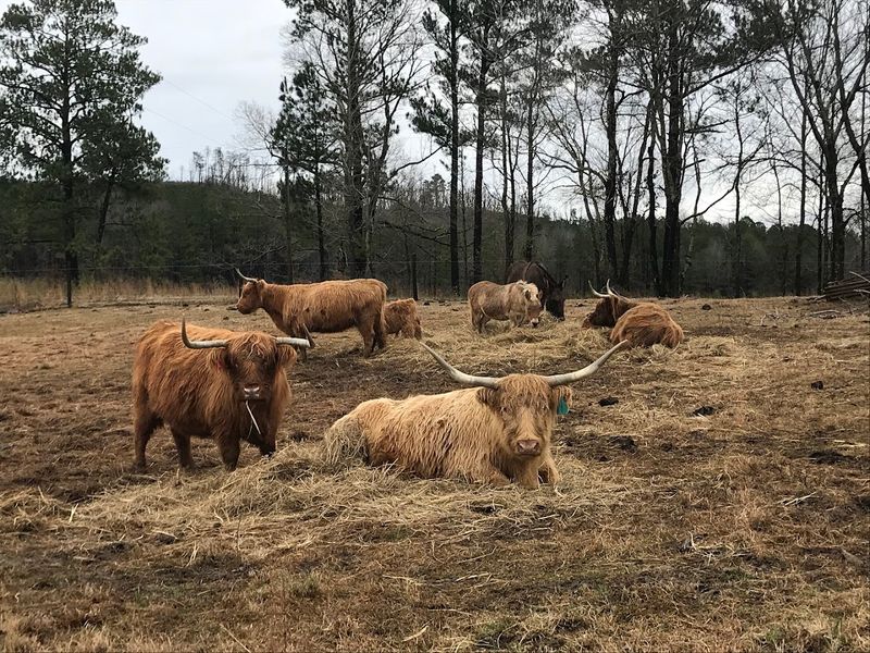 Learn About a Truly Unique Cattle Breed