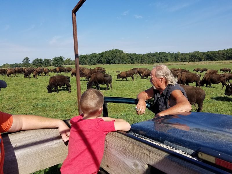 Learning About Bison Conservation and Native American History Learning About Bison Conservation and Native American History