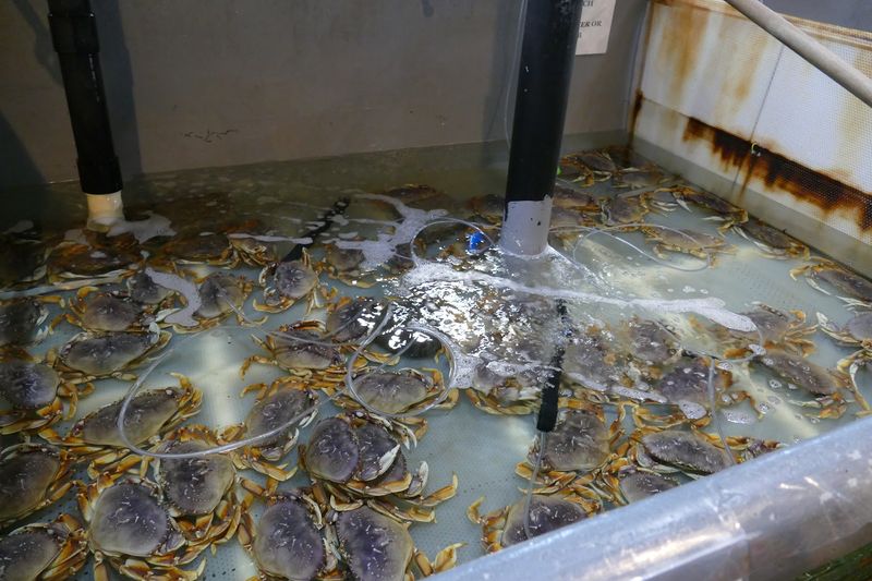Live Crab Tanks That Kids Absolutely Love